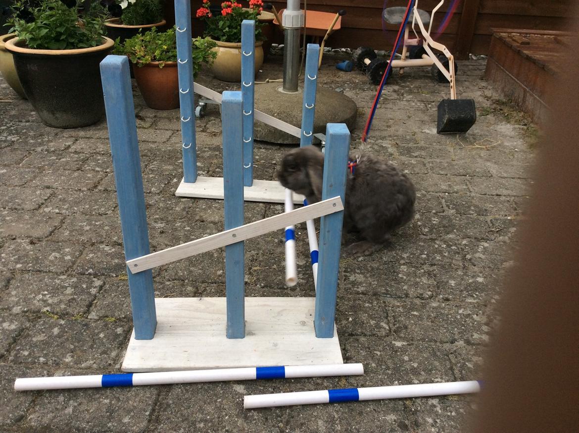 Kanin Guffe [+++himmelgnaver+++] billede 4