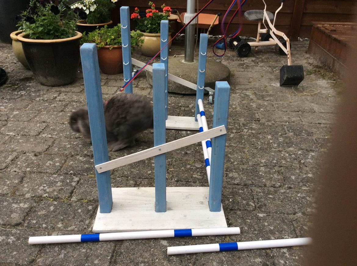 Kanin Guffe [+++himmelgnaver+++] billede 5