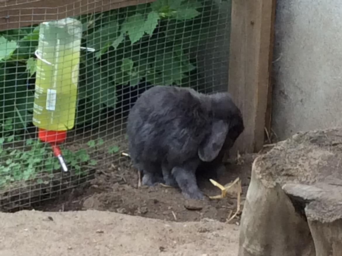 Kanin Guffe [+++himmelgnaver+++] billede 6