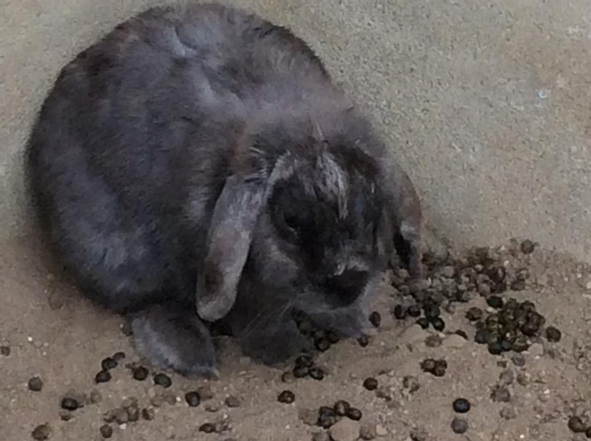 Kanin Guffe [+++himmelgnaver+++] billede 7