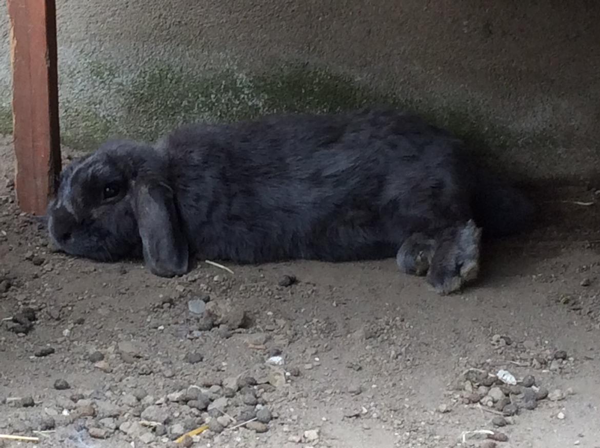 Kanin Guffe [+++himmelgnaver+++] billede 8