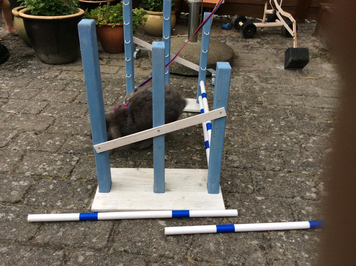 Kanin Guffe [+++himmelgnaver+++] billede 9