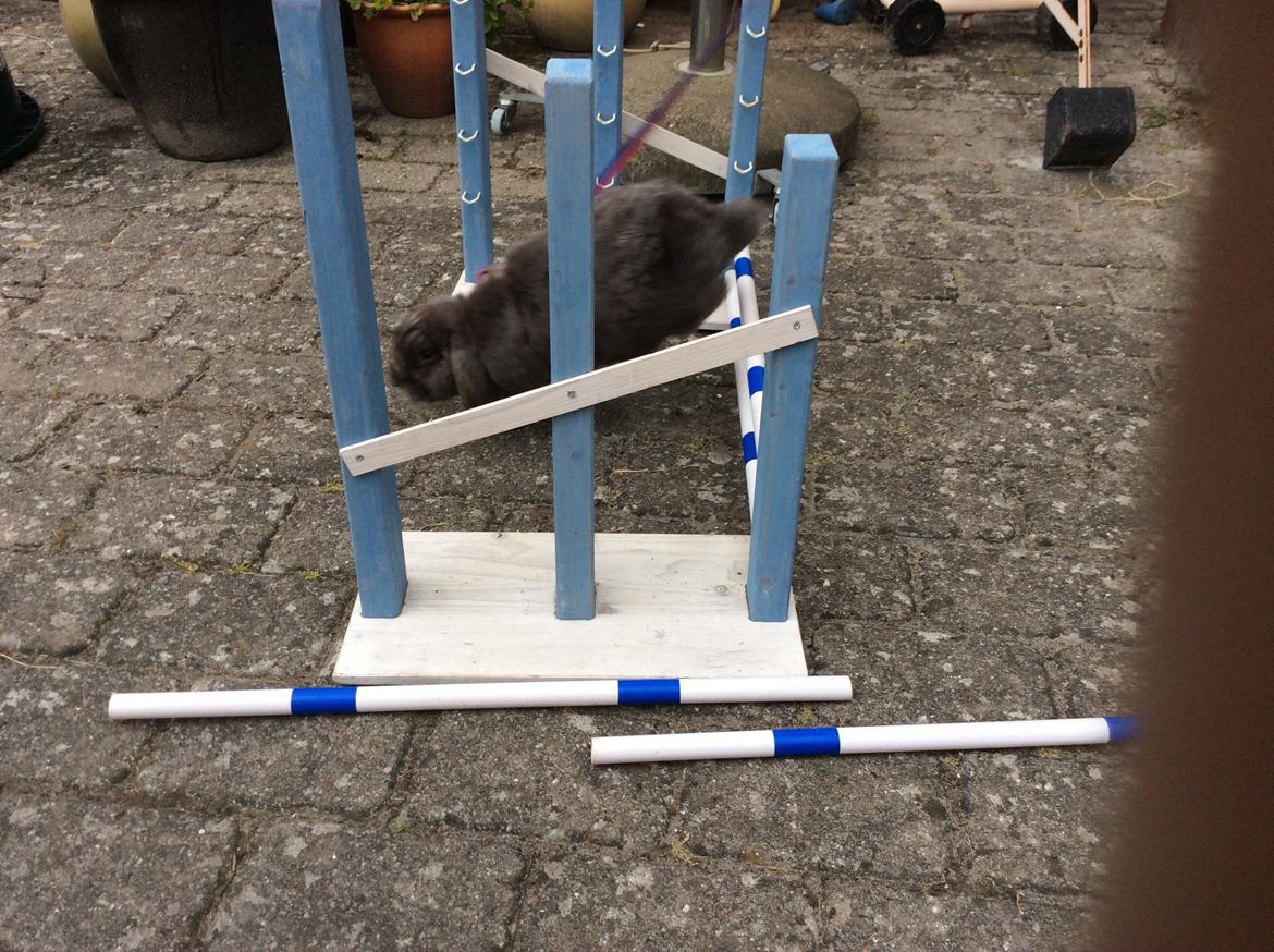 Kanin Guffe [+++himmelgnaver+++] billede 10