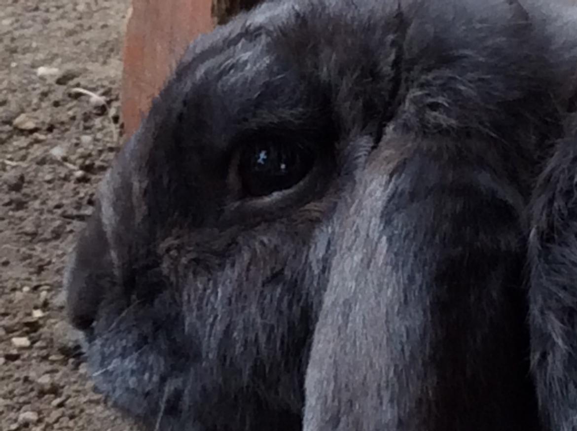 Kanin Guffe [+++himmelgnaver+++] billede 1