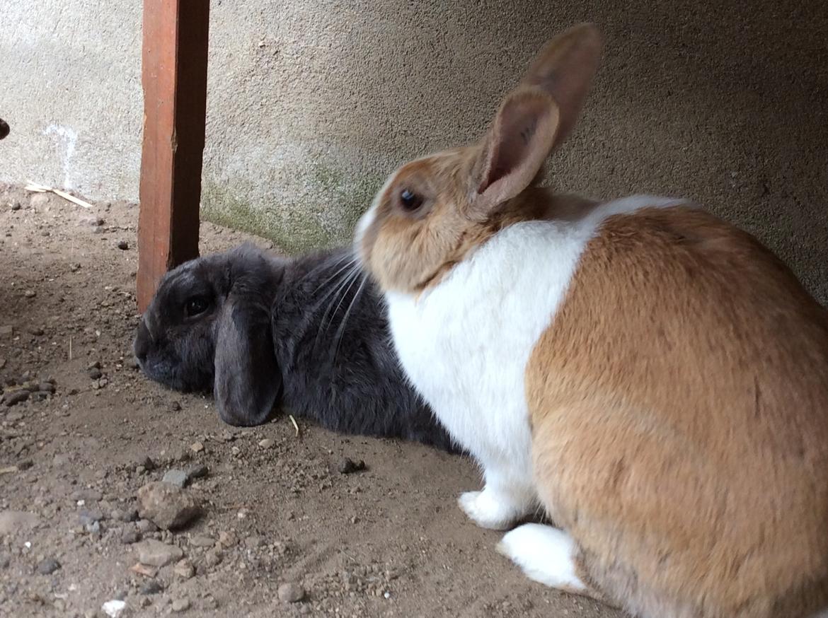 Kanin Guffe [+++himmelgnaver+++] billede 11