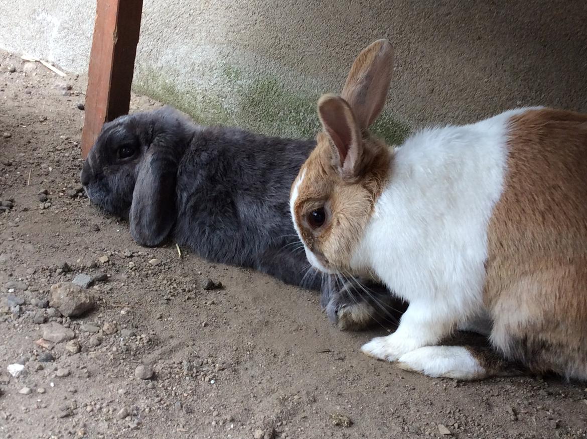 Kanin Guffe [+++himmelgnaver+++] billede 12