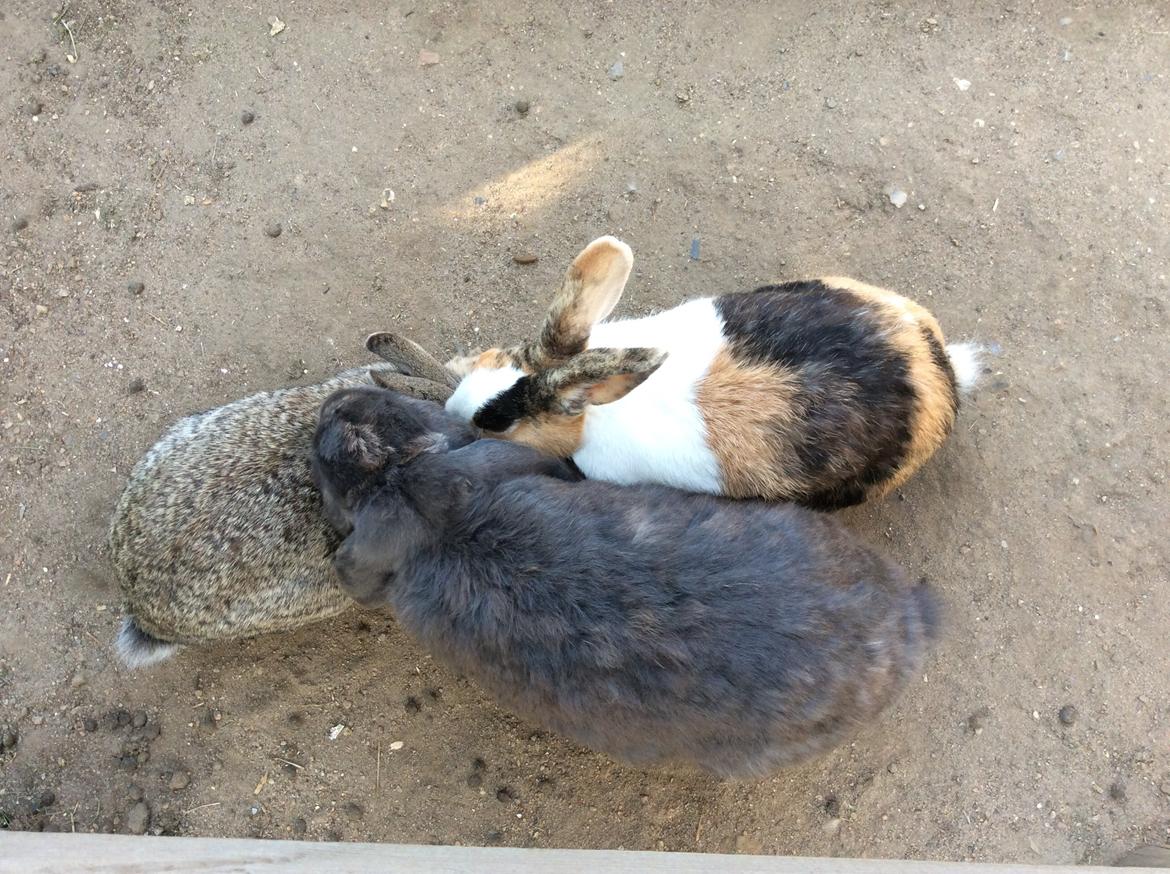 Kanin Guffe [+++himmelgnaver+++] billede 13