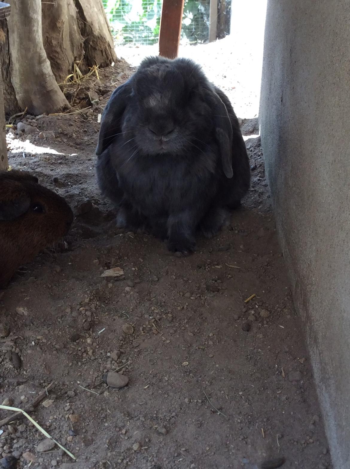 Kanin Guffe [+++himmelgnaver+++] billede 14