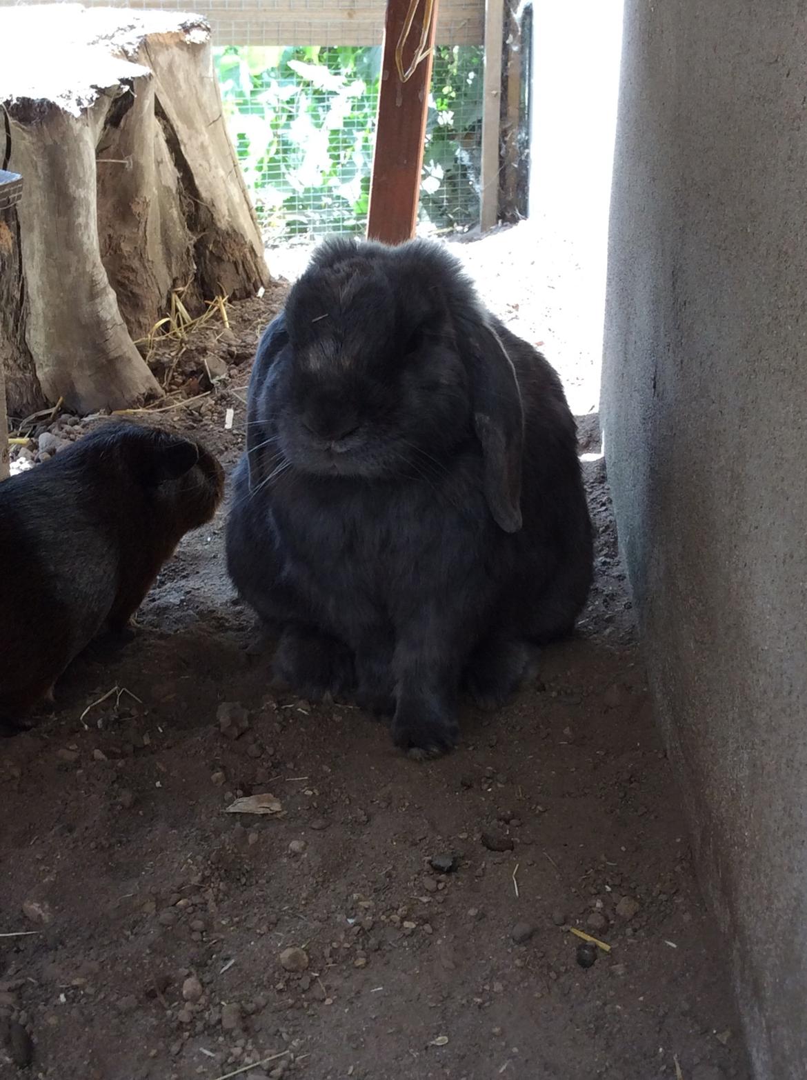 Kanin Guffe [+++himmelgnaver+++] billede 16