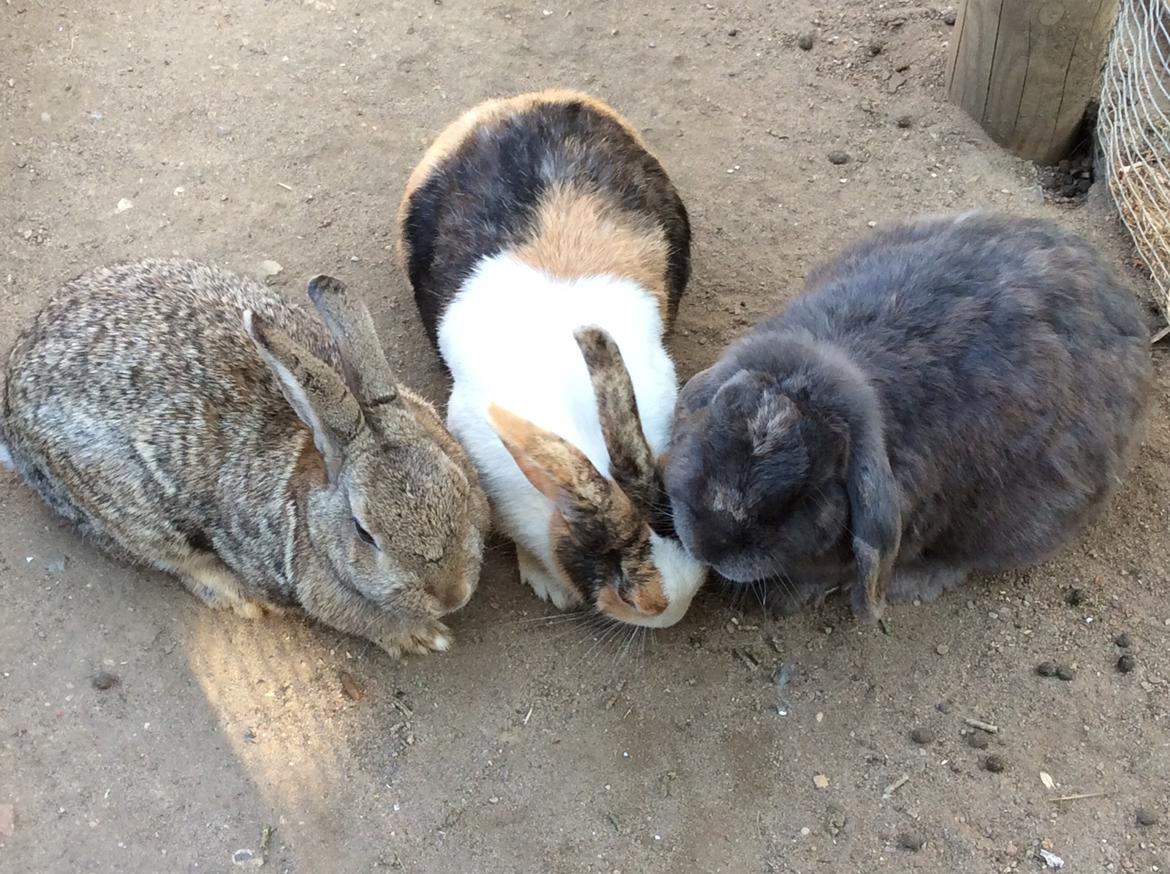 Kanin Guffe [+++himmelgnaver+++] billede 15