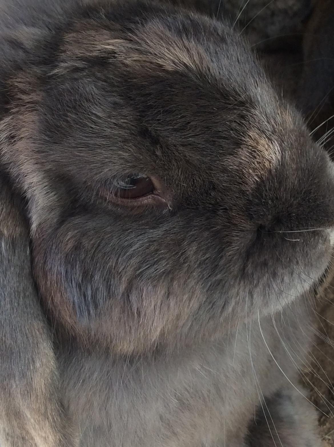 Kanin Guffe [+++himmelgnaver+++] billede 17