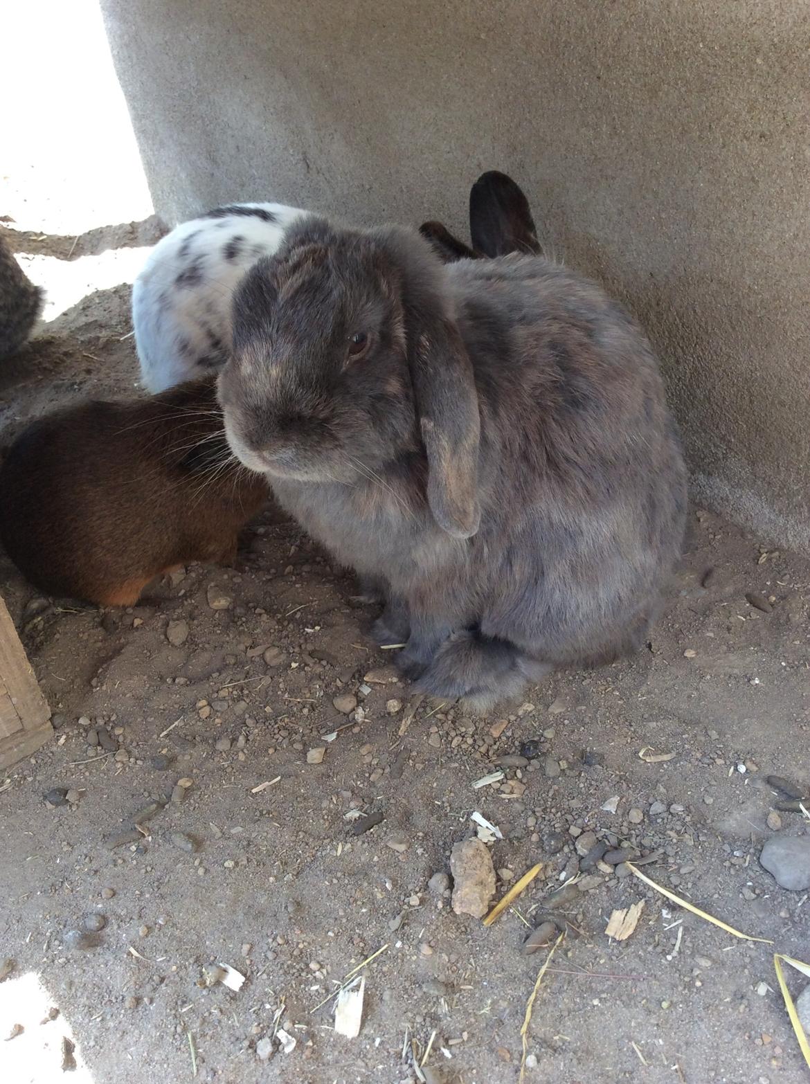 Kanin Guffe [+++himmelgnaver+++] billede 18