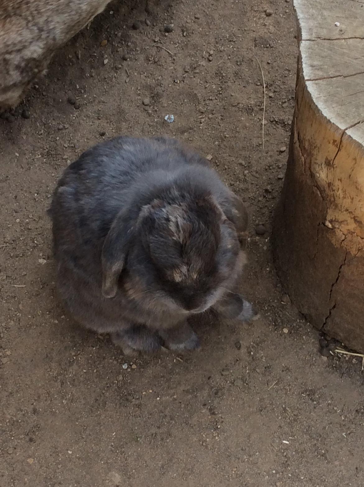 Kanin Guffe [+++himmelgnaver+++] billede 19