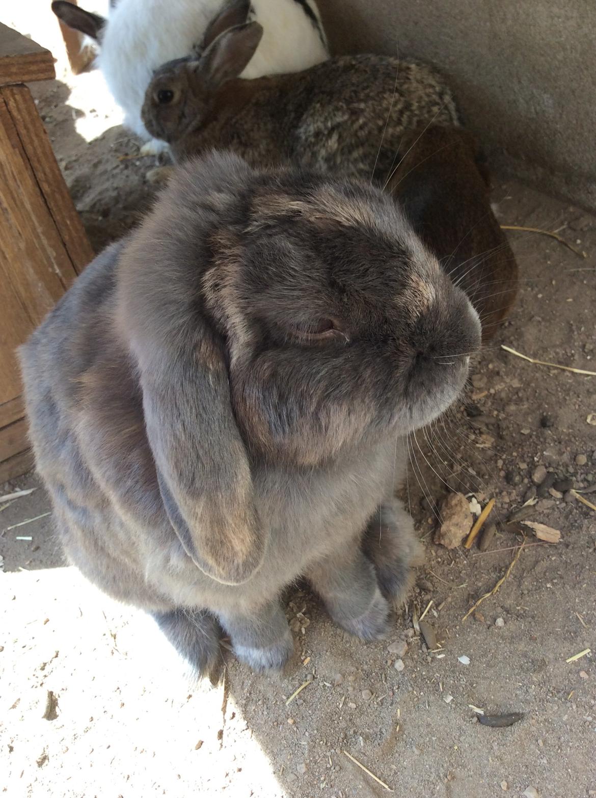 Kanin Guffe [+++himmelgnaver+++] billede 20