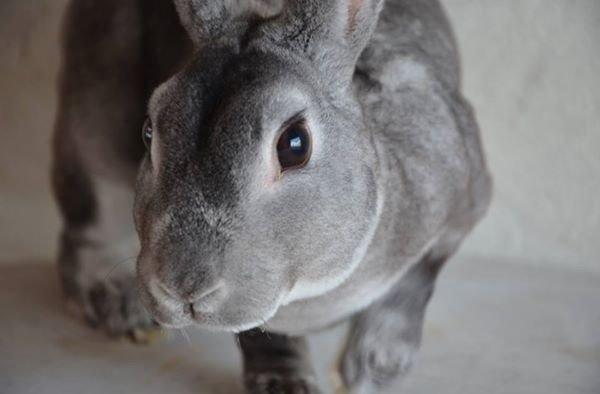 Kanin Maddox billede 1