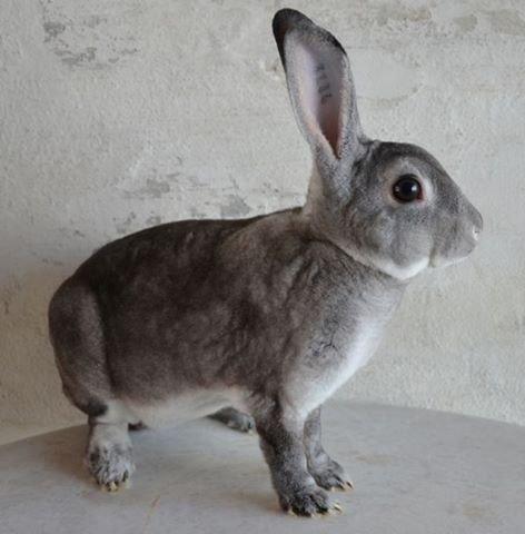 Kanin Maddox billede 2