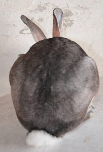 Kanin Maddox billede 3