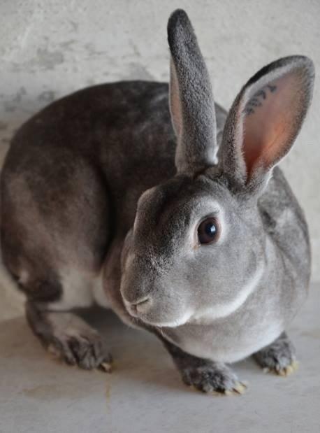 Kanin Maddox billede 4