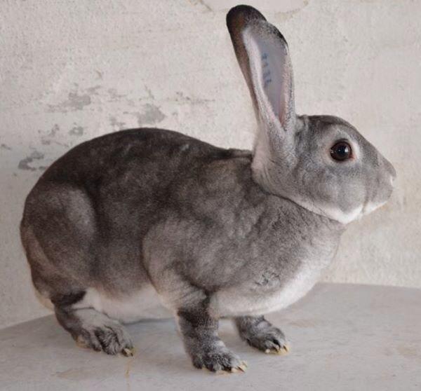 Kanin Maddox billede 5