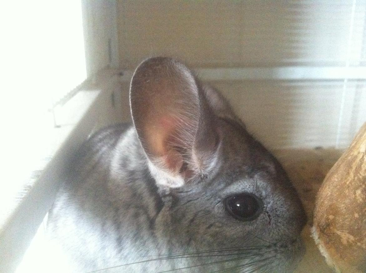 Chinchilla Tulle billede 3