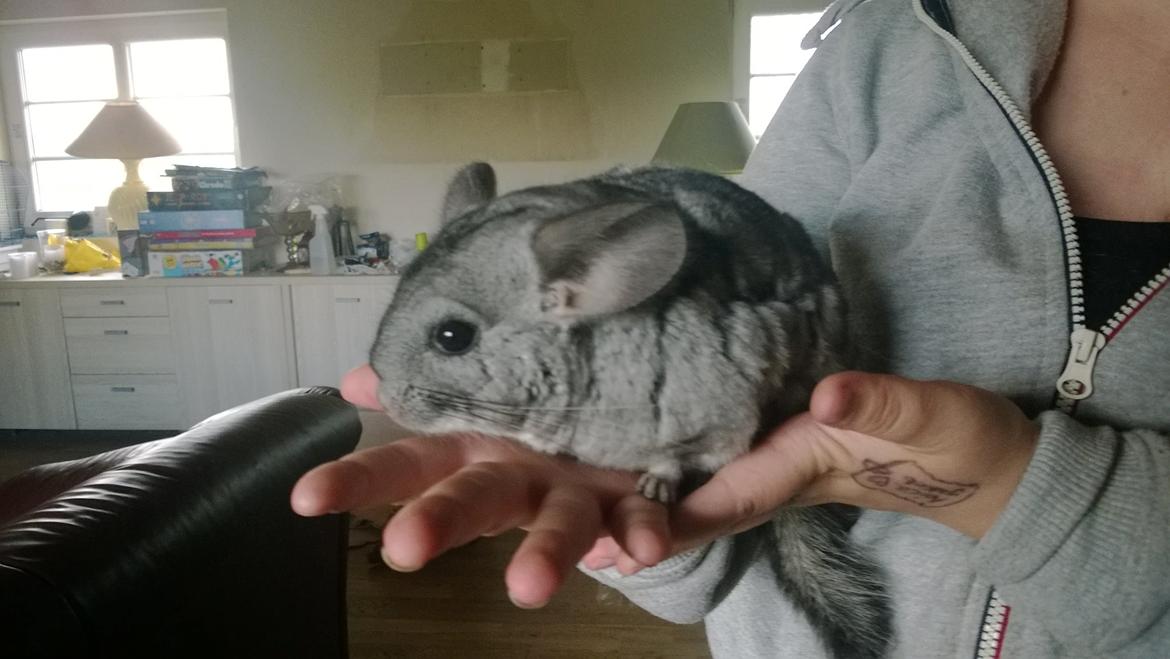 Chinchilla Tulle billede 2