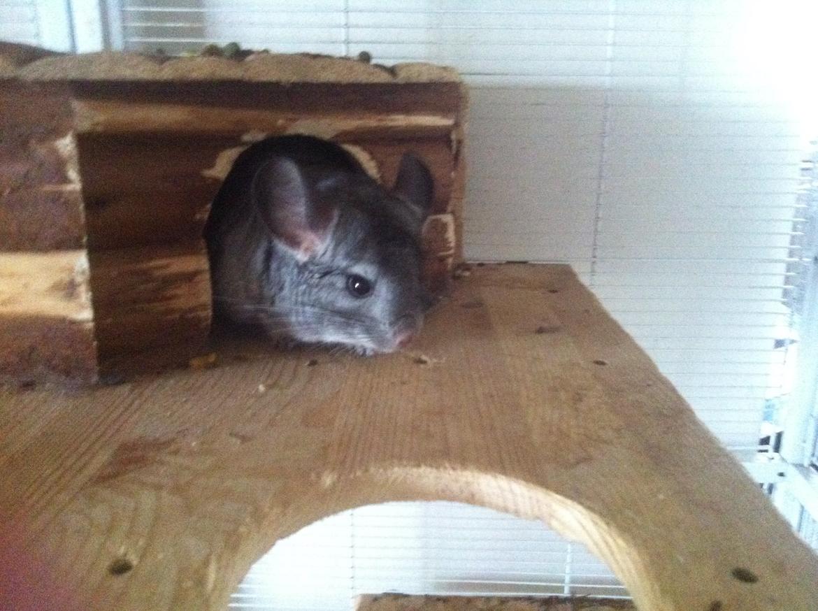 Chinchilla Tulle billede 4
