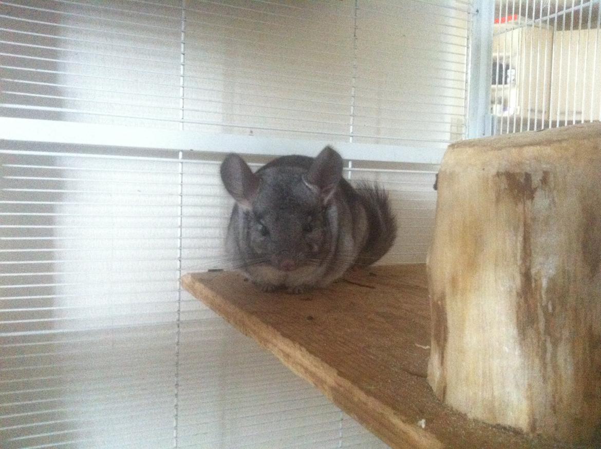 Chinchilla Tulle billede 5