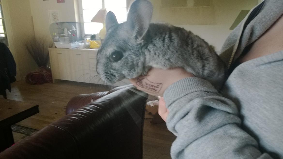 Chinchilla Tulle billede 1