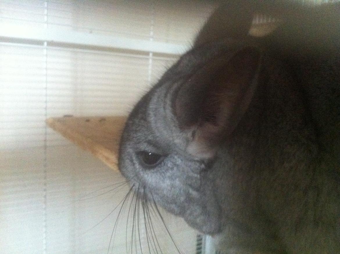Chinchilla Tulle billede 6