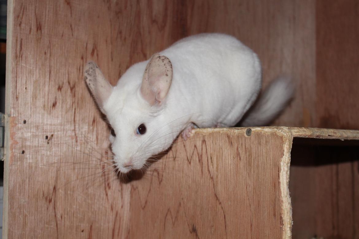 Chinchilla Furrytails' Madonna billede 8