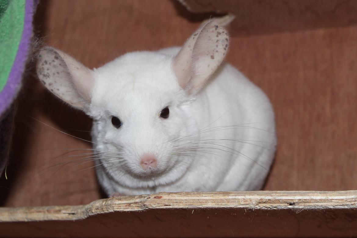 Chinchilla Furrytails' Madonna billede 7