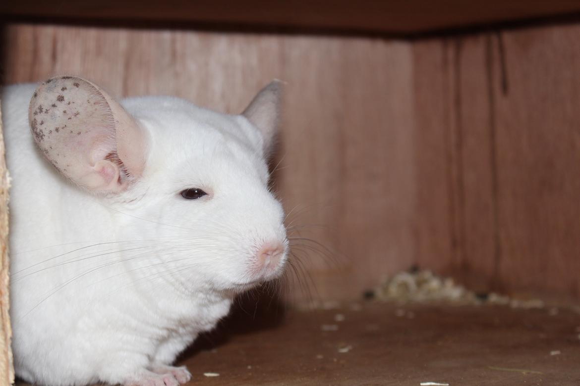 Chinchilla Furrytails' Madonna billede 10