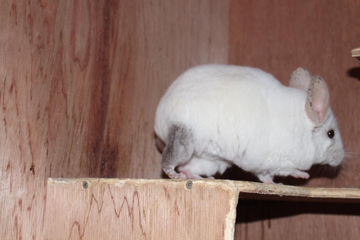 Chinchilla Furrytails' Madonna billede 9