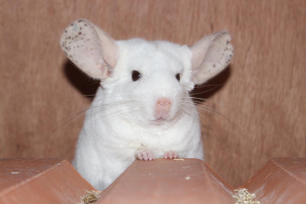 Chinchilla Furrytails' Madonna billede 11