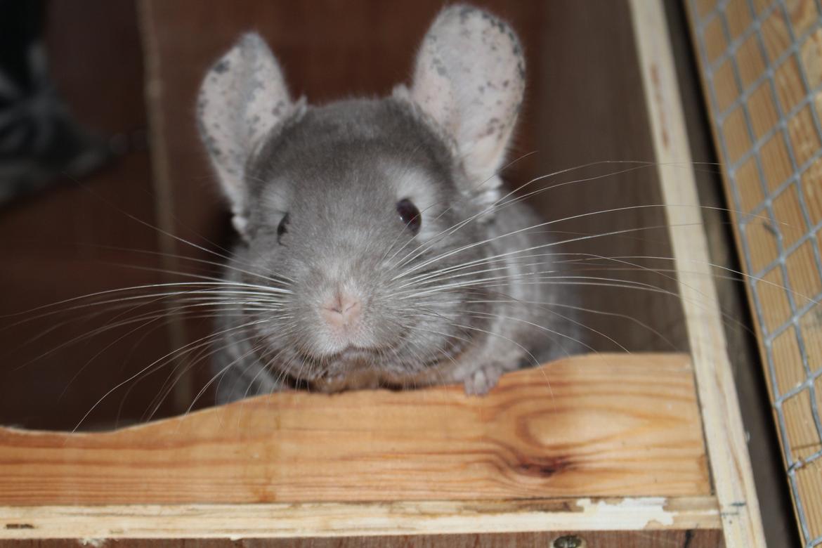 Chinchilla Hilltops Jupiter billede 3