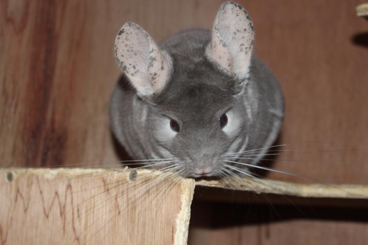 Chinchilla Hilltops Jupiter billede 1