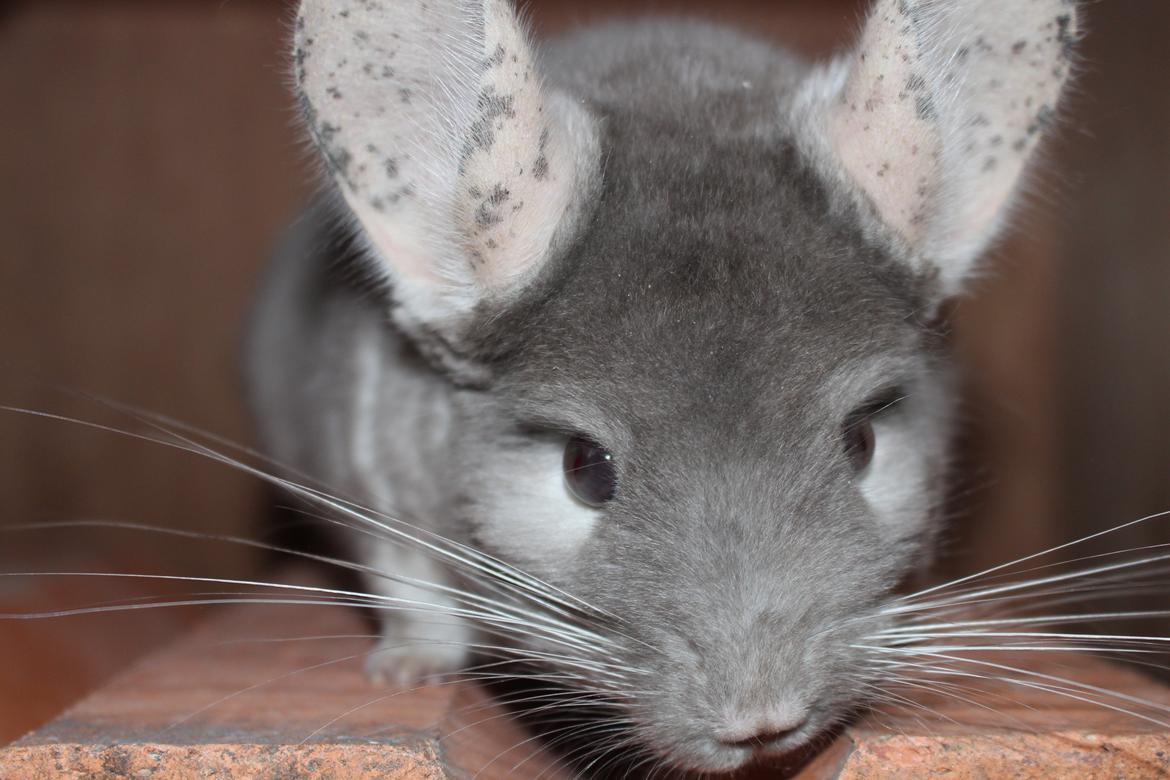 Chinchilla Hilltops Jupiter billede 2
