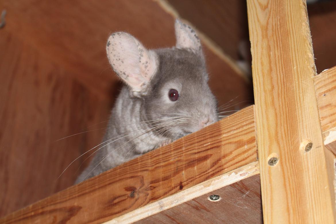 Chinchilla Hilltops Jupiter billede 4