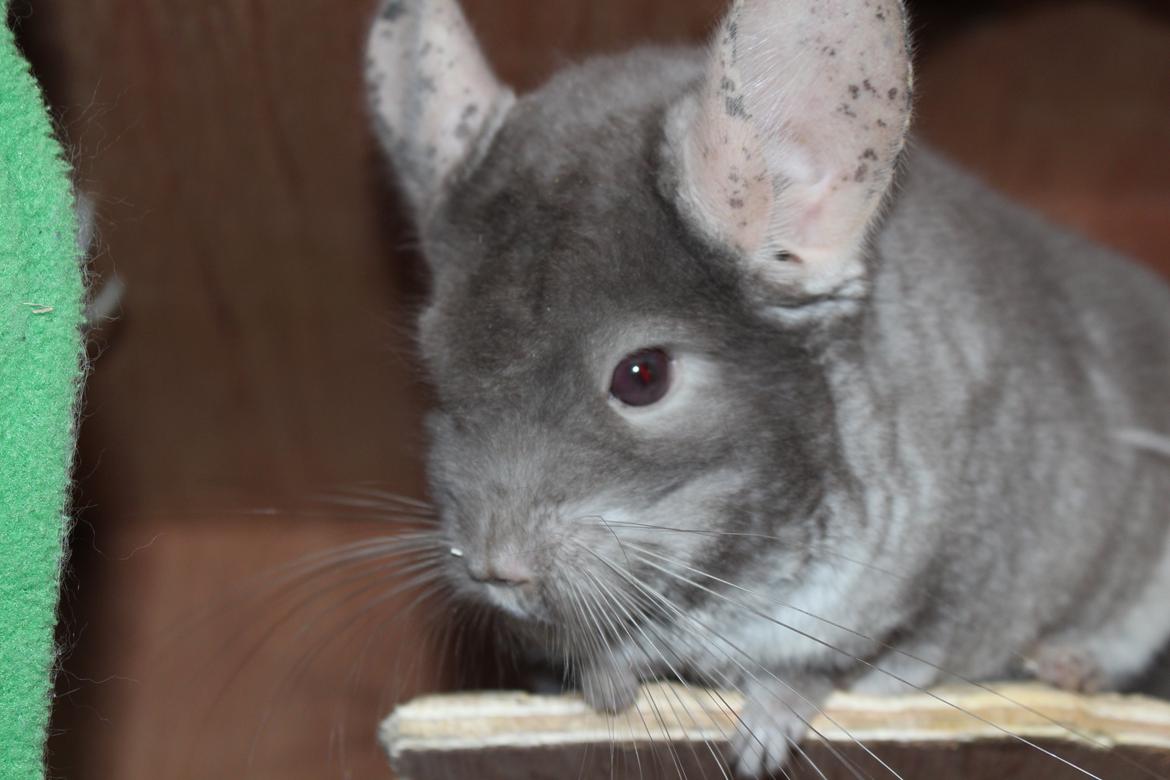Chinchilla Hilltops Jupiter billede 6