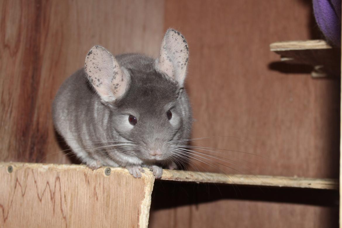 Chinchilla Hilltops Jupiter billede 5