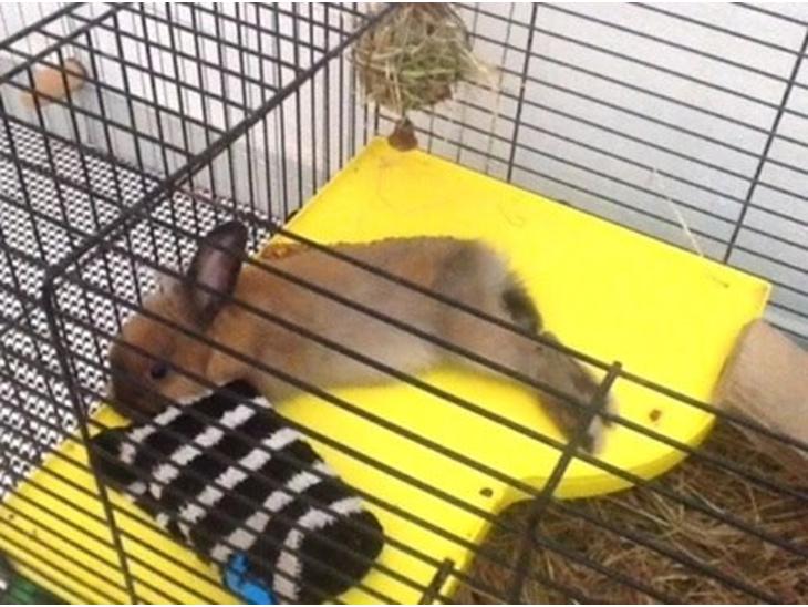 Kanin Princess Consuela Bananahammock billede 0