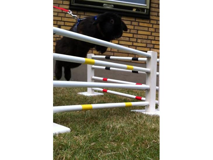 Kanin Sørensen's Buller billede 1