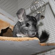 Chinchilla Hugo