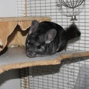 Chinchilla Hugo