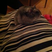 Dværghamster Matteo