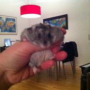 Dværghamster Matteo