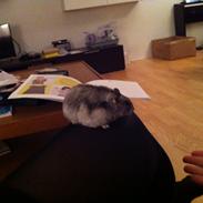 Dværghamster Matteo