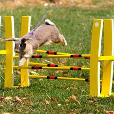 Kanin Zargos Summer Catch Af Klundtes