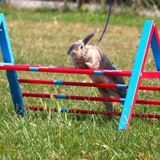 Kanin Zargos Summer Catch Af Klundtes