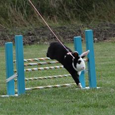 Kanin Brocks Arks Diva